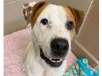Adopt SARGENT a American Staffordshire Terrier, Hound