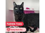 Adopt Twinkle Toes a Domestic 