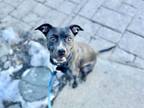 Adopt OYA a Australian Cattle Dog / Blue Heeler, Pit Bull Terrier