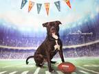 Adopt PERCIVAL a Boxer, Pit Bull Terrier