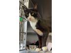 Adopt Hydrox- An active cookie! a Domestic Short Hair