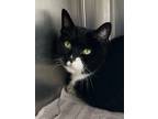 Adopt Maddy Lynn (Bonded with Riley) - I Love Visitors! a Domestic Short Hair