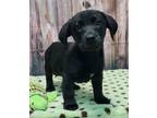 Adopt Stax a Dachshund, Labrador Retriever
