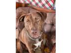Adopt Diesel a Chocolate Labrador Retriever, Pit Bull Terrier