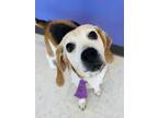 Adopt Moo a Beagle, Mixed Breed