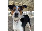 Adopt Nuggz H-6 owner redeemed a German Shepherd Dog, Beagle