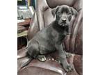 Adopt Shannon #49 a Labrador Retriever