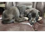 Adopt Stella #48 a Labrador Retriever