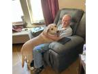 Adopt ROGER a Labrador Retriever