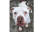 Adopt Lionel (mcas) a Pit Bull Terrier