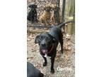 Adopt Gerdie- FOSTER NEEDED a Black Labrador Retriever, Pit Bull Terrier
