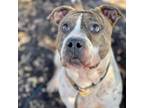 Adopt HAWKE a Pit Bull Terrier, Mixed Breed