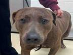 Adopt WILFRED a Pit Bull Terrier