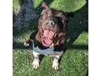 Adopt BUDDY a Pit Bull Terrier, Mixed Breed