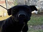 Adopt KONANE a Pit Bull Terrier, Mixed Breed