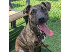 Adopt APPLE a Pit Bull Terrier, Mixed Breed