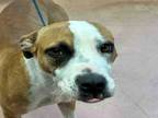 Adopt TINECIA a Pit Bull Terrier