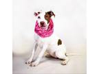 Adopt Babygirl a Pit Bull Terrier