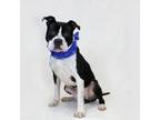 Adopt Marvin a American Staffordshire Terrier