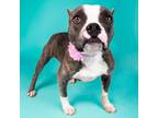 Adopt Sunny a American Bully, Boston Terrier