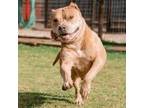 Adopt Rona a American Bully, Pit Bull Terrier