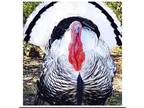 Six (6) Pure Royal Palm Turkey Egg for Hatching PRE-SALE - Opportunity