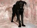 Adopt PRINCE ONYX a Labrador Retriever, Mixed Breed