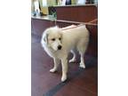Adopt 51926676 a Great Pyrenees, Mixed Breed