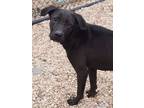 Adopt Lil Kim a Labrador Retriever, Mixed Breed