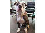Adopt Alfredo a Pit Bull Terrier, Mixed Breed