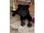 Adopt Kodak a Black Labrador Retriever, Chocolate Labrador Retriever