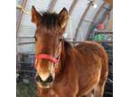 Adopt Lizzie a Mustang
