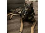 Adopt Lloyd a German Shepherd Dog