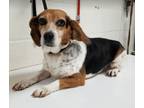 Adopt Emma (Petite beagle!) a Beagle