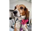 Adopt Ellie a Beagle