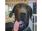 Adopt Donny a Great Dane