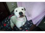 Adopt Sandy a American Bully, Pit Bull Terrier