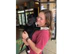 Adopt Esther a Black Labrador Retriever, Black and Tan Coonhound