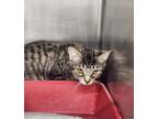 Adopt orion a Domestic Short Hair