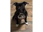 Adopt Patsy a Boxer, Pit Bull Terrier