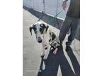 Adopt Lilly the Great a Great Dane