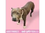 Adopt 51980823 a Pit Bull Terrier, Mixed Breed