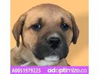 Adopt 51979225 a Mixed Breed