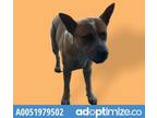 Adopt 51979502 a Australian Cattle Dog / Blue Heeler, Mixed Breed