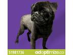 Adopt 51981736 a Pug, Mixed Breed