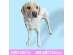 Adopt 51985754 a Labrador Retriever, Mixed Breed