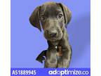 Adopt 51889945 a Labrador Retriever, Mixed Breed