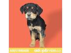 Adopt 51988408 a Rottweiler, Mixed Breed