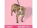 Adopt 51988024 a Pit Bull Terrier, Mixed Breed
