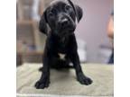 Adopt Eve a Labrador Retriever, Mixed Breed